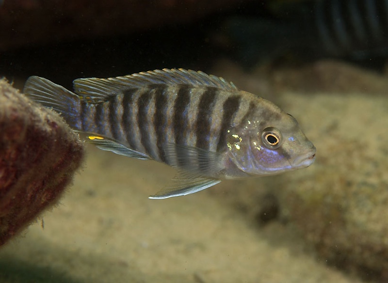 Labidochromis ianthinus 'Mbenji Island'